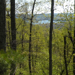 High Camp View